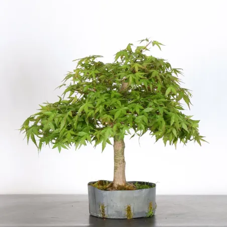 image supplémentaire - PREBONSAI MAPLE PALMATUM n°5