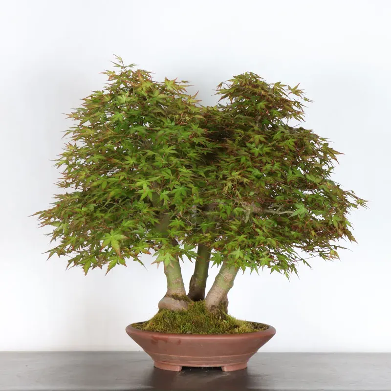 FORÊT ERABLE DU JAPON "ACER PALMATUM" 1-17