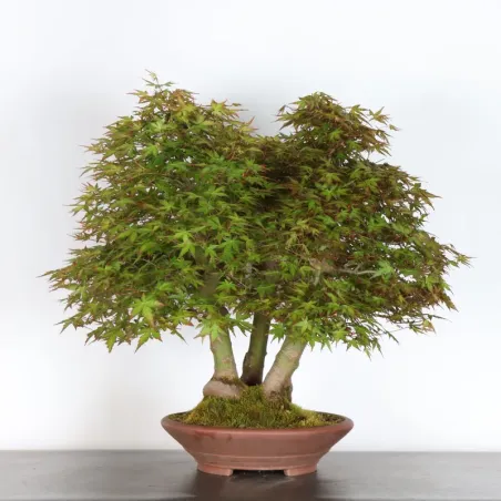 FORÊT ERABLE DU JAPON "ACER PALMATUM" 1-17