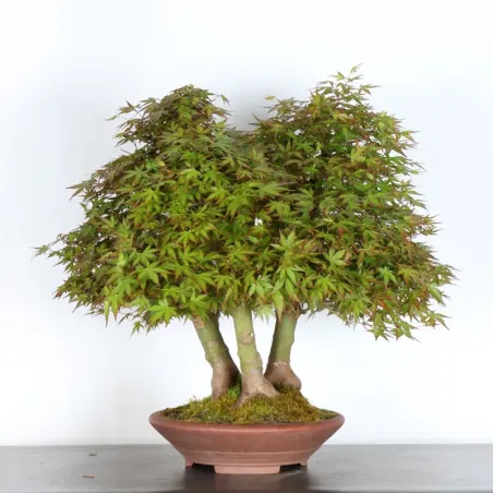 image supplémentaire - FORÊT ERABLE DU JAPON "ACER...