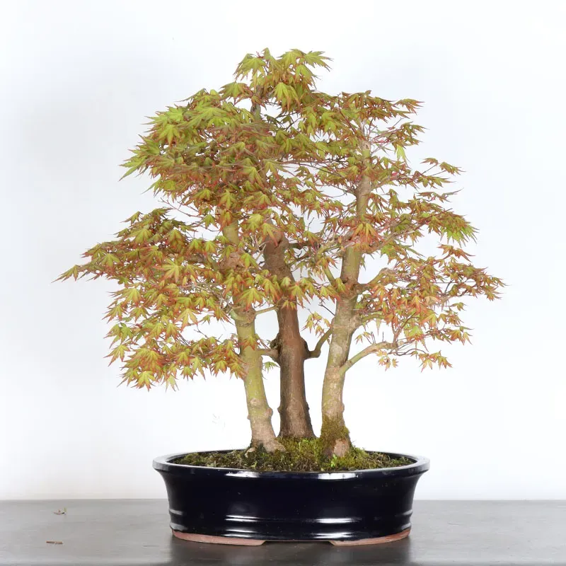 FORÊT ERABLE DU JAPON "ACER PALMATUM" 1-16