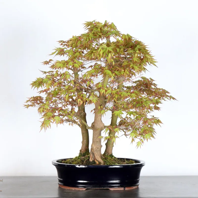 image supplémentaire - FORÊT ERABLE DU JAPON "ACER...