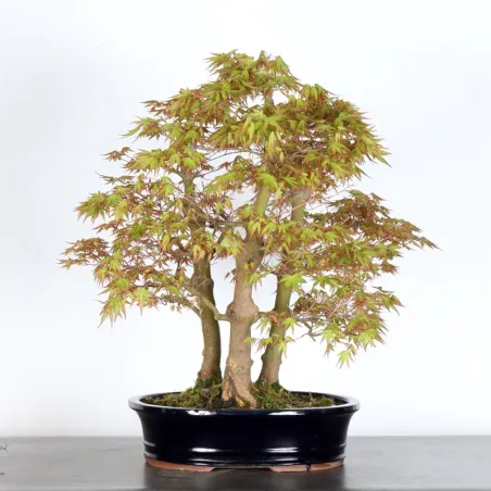 image supplémentaire - JAPANESE MAPLE FOREST "ACER...