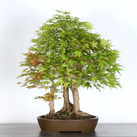 JAPANESE MAPLE FOREST "ACER PALMATUM" 1-14