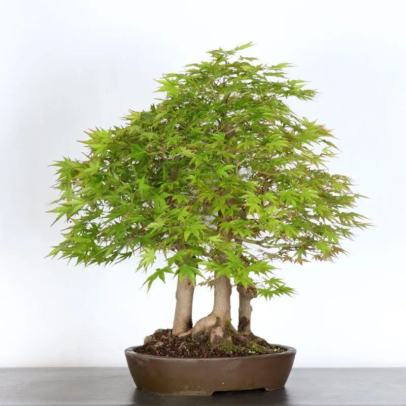 image supplémentaire - FORÊT ERABLE DU JAPON "ACER...