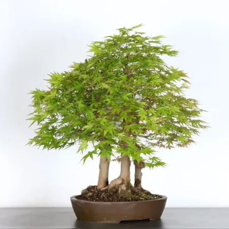 image supplémentaire - FORÊT ERABLE DU JAPON "ACER...