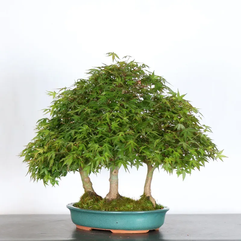 image supplémentaire - FORÊT ERABLE DU JAPON "ACER...