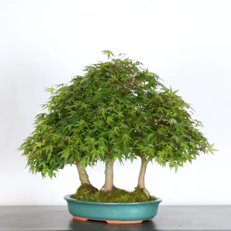 image supplémentaire - JAPANESE MAPLE FOREST "ACER...