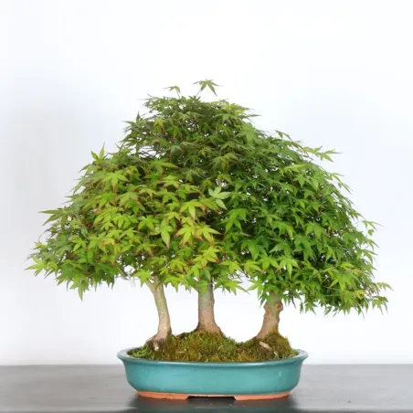 JAPANESE MAPLE FOREST "ACER PALMATUM" 1-11