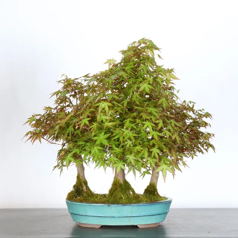 FORÊT ERABLE DU JAPON "ACER PALMATUM" 1-13