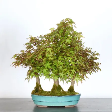 JAPANESE MAPLE FOREST "ACER PALMATUM" 1-13