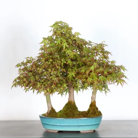 image supplémentaire - JAPANESE MAPLE FOREST "ACER...