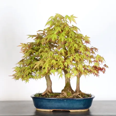 image supplémentaire - FORÊT ERABLE DU JAPON "ACER...