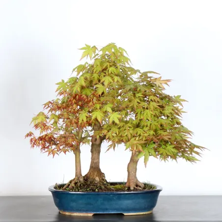 FORÊT ERABLE DU JAPON "ACER PALMATUM" 1-12