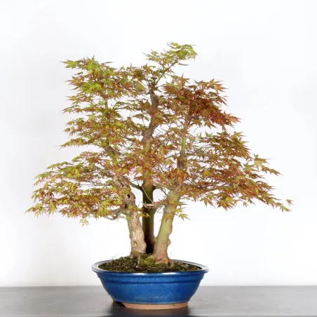 image supplémentaire - FORÊT ERABLE DU JAPON "ACER...