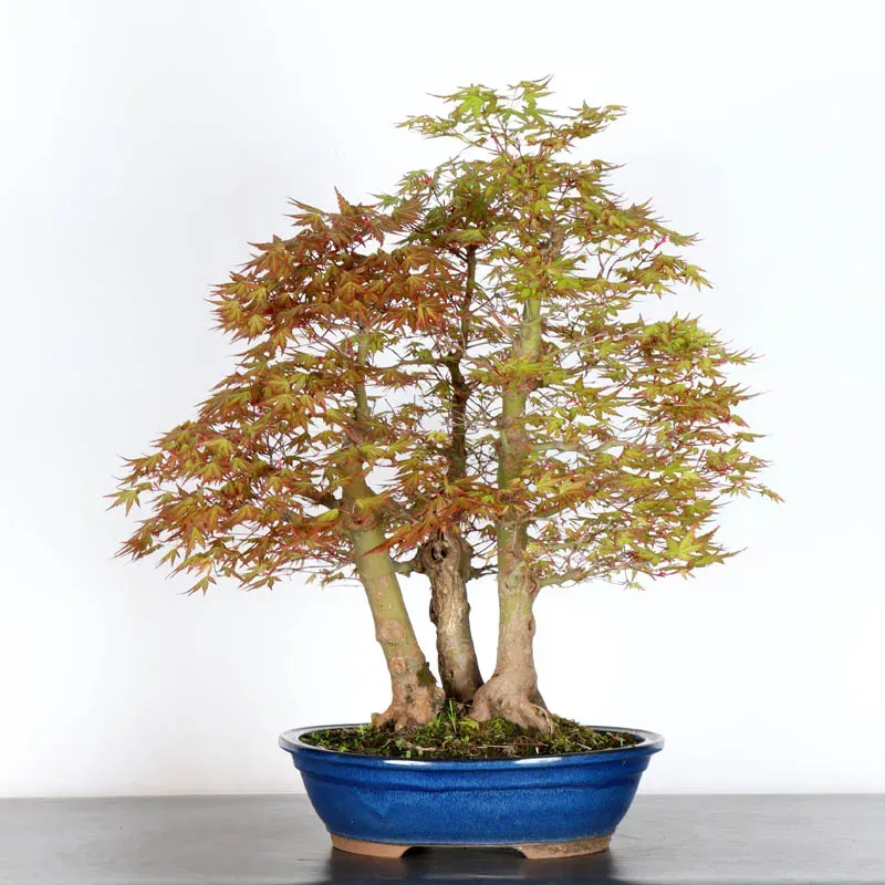 FORÊT ERABLE DU JAPON "ACER PALMATUM" 1-15