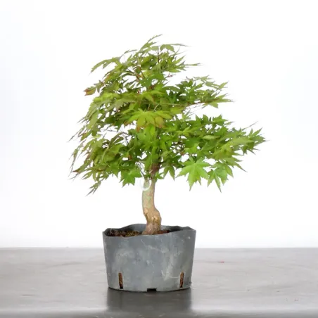 image supplémentaire - PREBONSAI MAPLE PALMATUM n°7