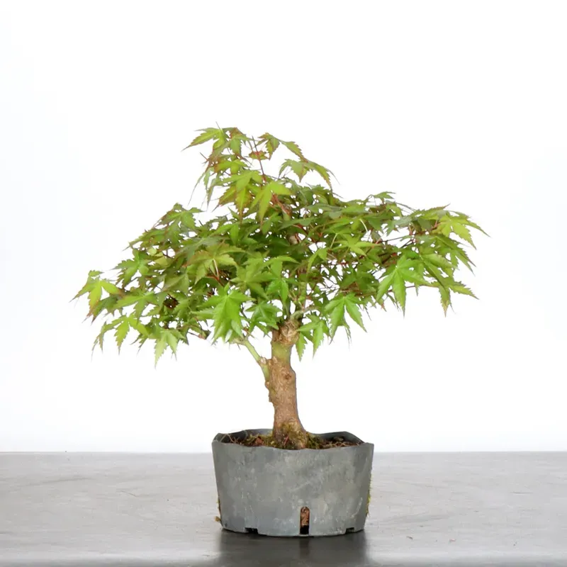 image supplémentaire - PREBONSAI ERABLE PALMATUM n°3