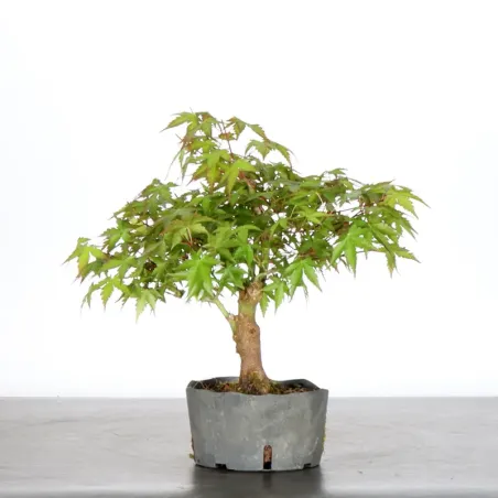 image supplémentaire - PREBONSAI MAPLE PALMATUM n°3