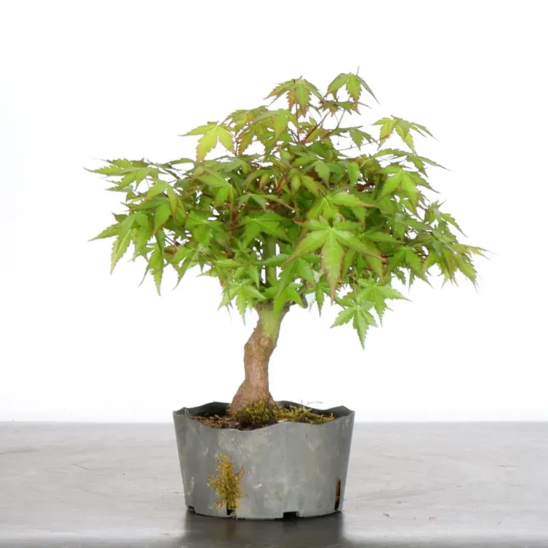 PREBONSAI ERABLE PALMATUM n°3
