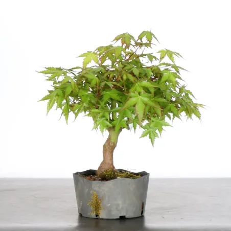 PREBONSAI ERABLE PALMATUM n°3