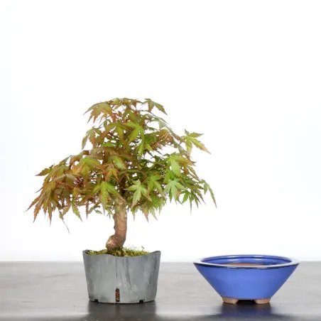 image supplémentaire - Prébonsai érable à rempoter...