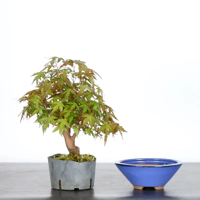 Prébonsai érable à rempoter avec pot n°1