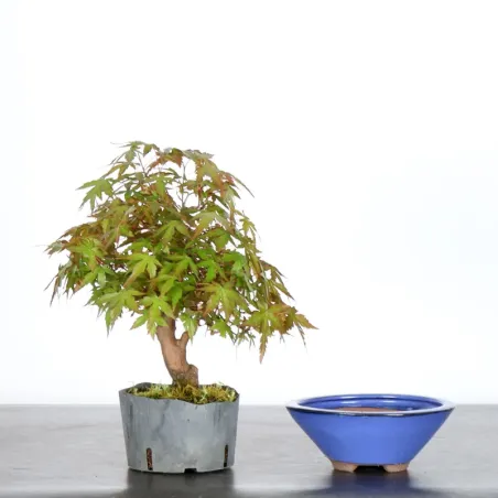 Prébonsai érable à rempoter avec pot n°1