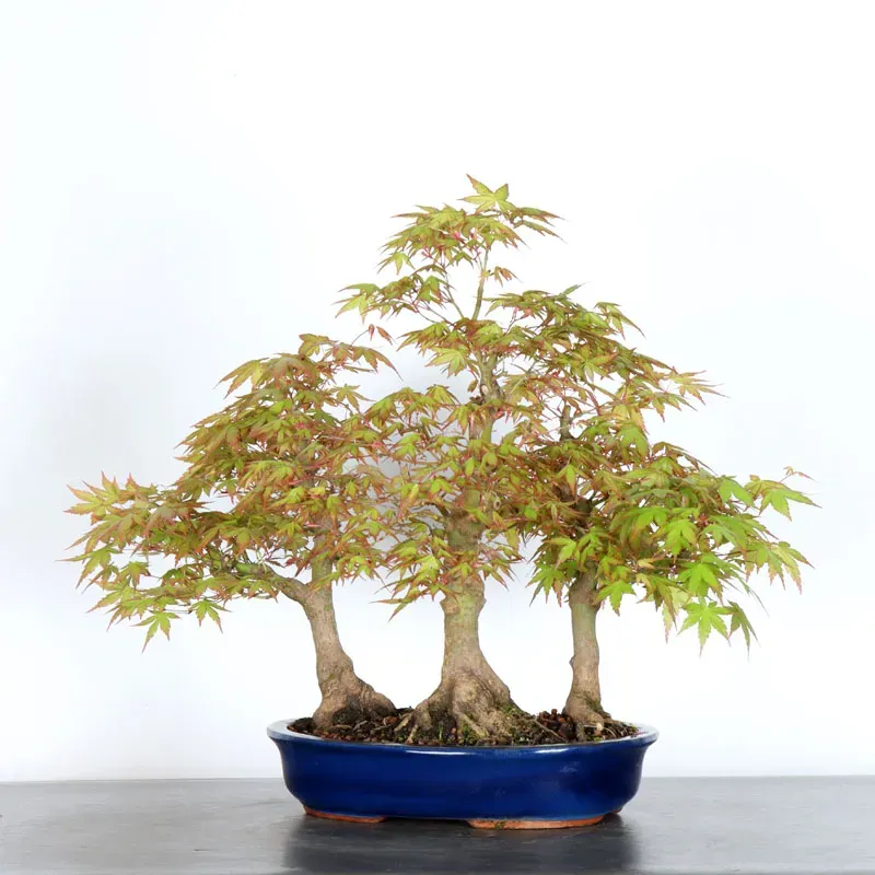 image supplémentaire - FORÊT ERABLE DU JAPON "ACER...