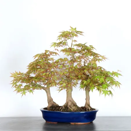 image supplémentaire - FORÊT ERABLE DU JAPON "ACER...