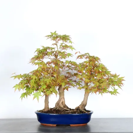 JAPANESE MAPLE FOREST "ACER PALMATUM" 1-6
