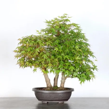 Forêt erable du japon "acer palmatum" 2-1