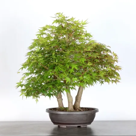 image supplémentaire - Forêt erable du japon "acer...