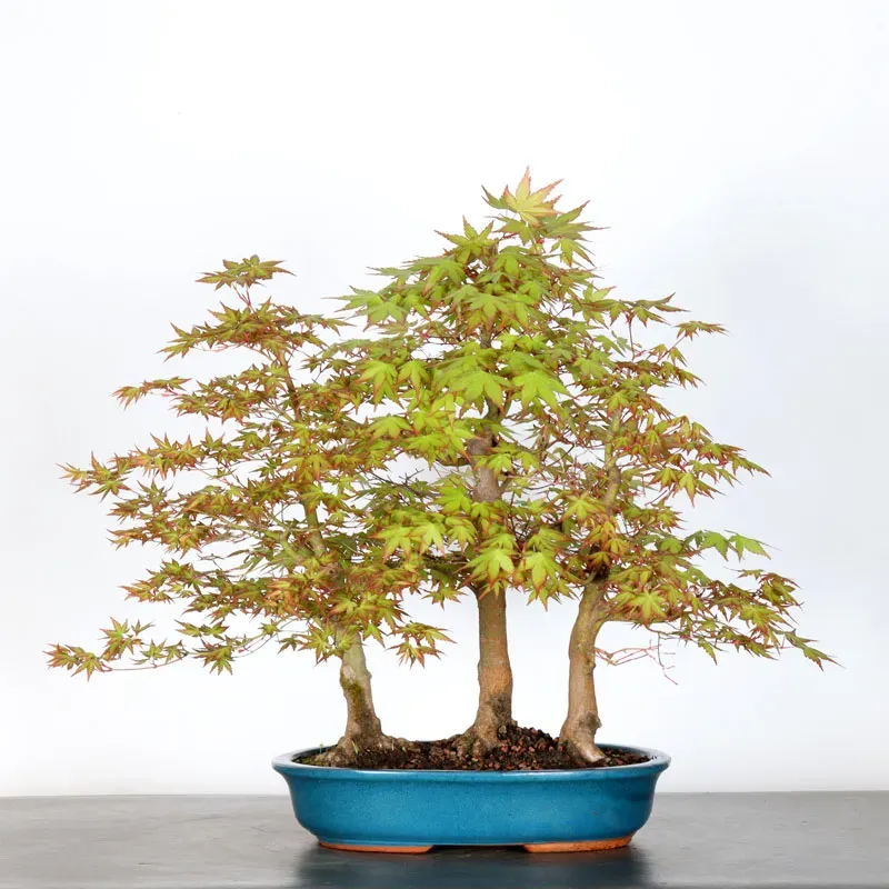 FORÊT ERABLE DU JAPON "ACER PALMATUM" 1-5