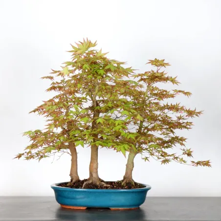 image supplémentaire - FORÊT ERABLE DU JAPON "ACER...