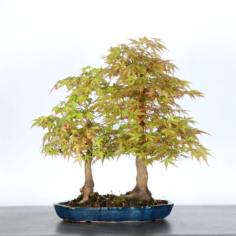 JAPANESE MAPLE FOREST "ACER PALMATUM" 1-2