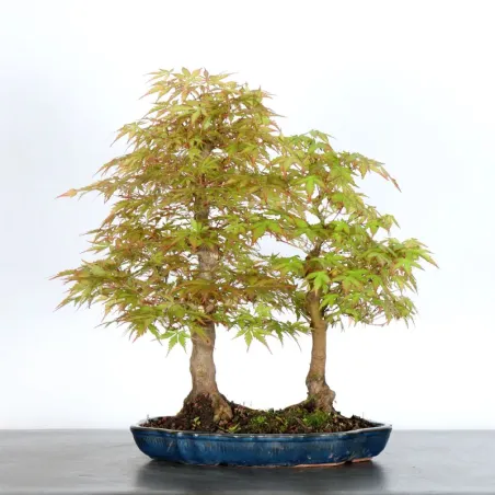 image supplémentaire - JAPANESE MAPLE FOREST "ACER...