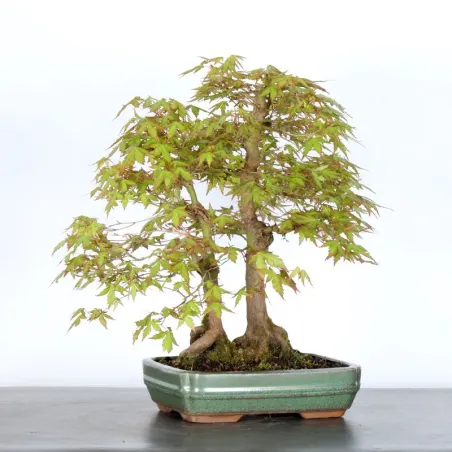 JAPANESE MAPLE FOREST "ACER PALMATUM" 1-1