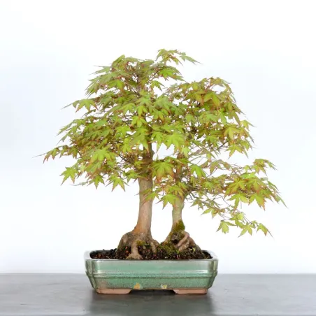 image supplémentaire - JAPANESE MAPLE FOREST "ACER...