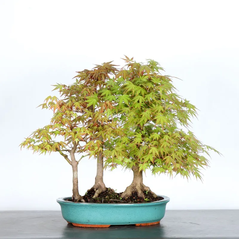 FORÊT ERABLE DU JAPON "ACER PALMATUM" 1-8