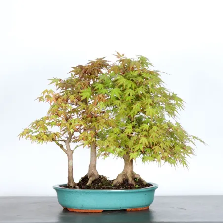 FORÊT ERABLE DU JAPON "ACER PALMATUM" 1-8