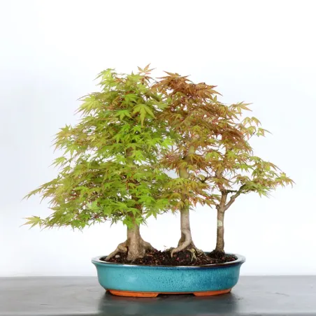 image supplémentaire - JAPANESE MAPLE FOREST "ACER...
