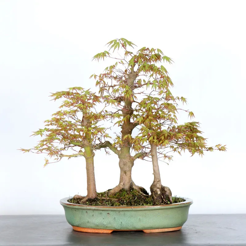 FORÊT ERABLE DU JAPON "ACER PALMATUM" 1-10