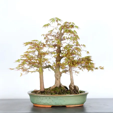 JAPANESE MAPLE FOREST "ACER PALMATUM" 1-10