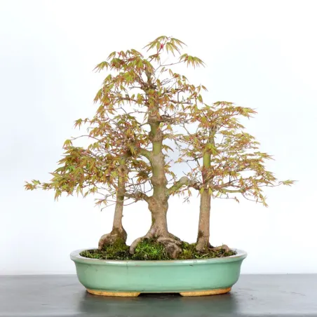 image supplémentaire - FORÊT ERABLE DU JAPON "ACER...