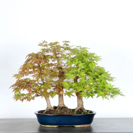 JAPANESE MAPLE FOREST "ACER PALMATUM" 1-7