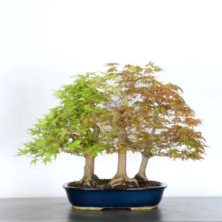 image supplémentaire - FORÊT ERABLE DU JAPON "ACER...