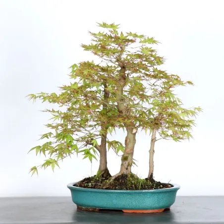 image supplémentaire - FORÊT ERABLE DU JAPON "ACER...