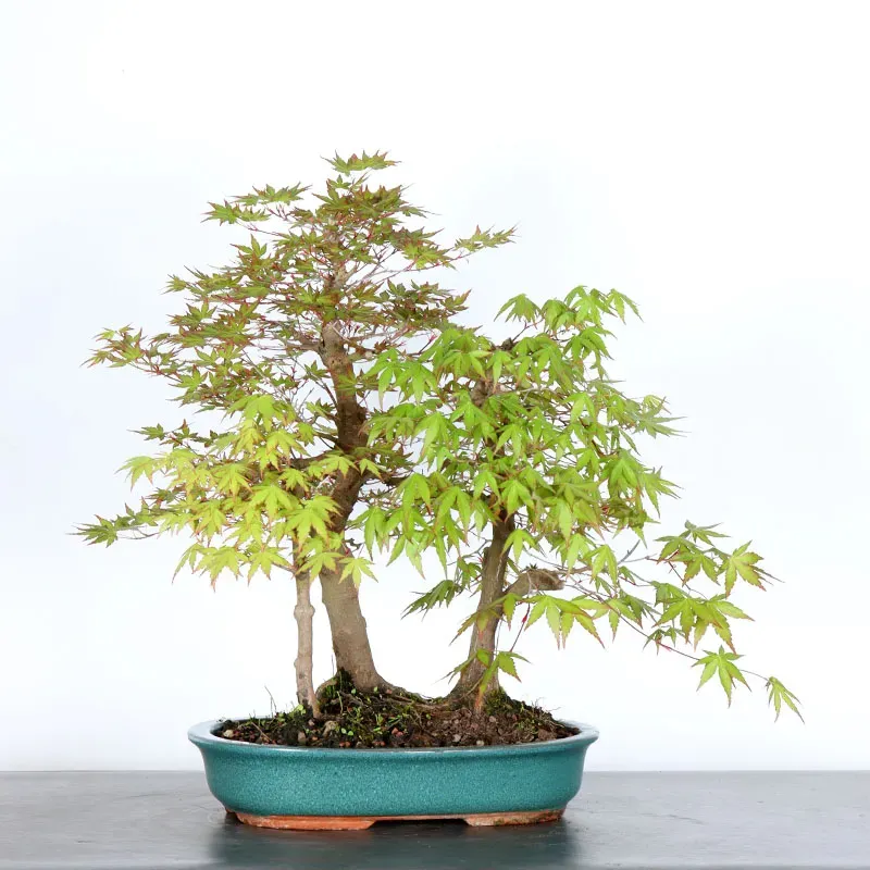 FORÊT ERABLE DU JAPON "ACER PALMATUM" 1-3