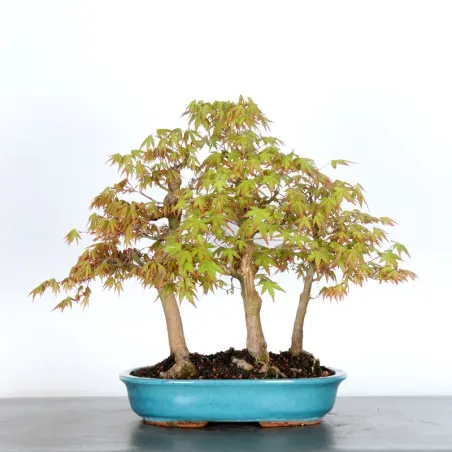 image supplémentaire - JAPANESE MAPLE FOREST "ACER...